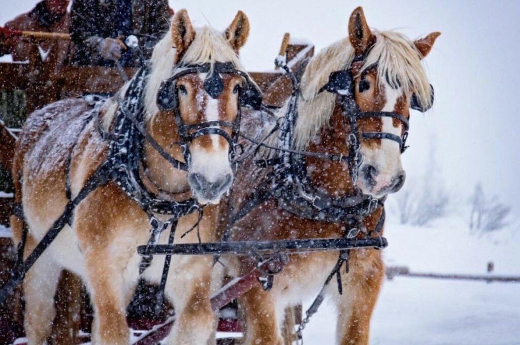 Sleigh Rides